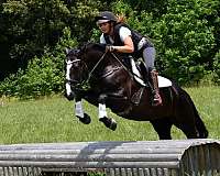 dressage-percheron-horse