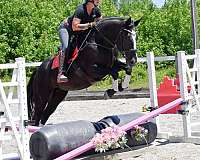 english-pleasure-percheron-horse