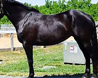 equitation-percheron-horse