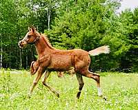 arabian-colt