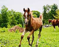 arabian-horse-for-sale
