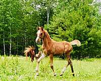 arabian-horse
