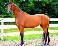 arabian-horse-for-sale