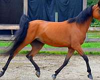 arabian-horse