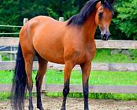 arabian-mare