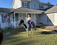 gentle-paint-missouri-fox-trotter-horse