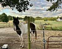 affordable-missouri-fox-trotter-horse