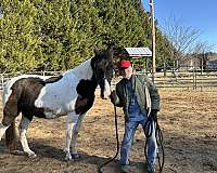 anyone-missouri-fox-trotter-horse