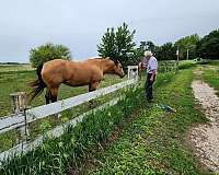 quarter-horse-mare