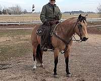 quarter-horse-for-sale