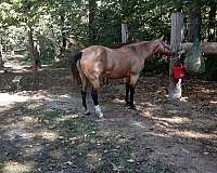 quarter-horse