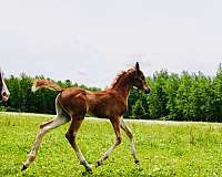 all-around-arabian-horse