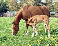 endurance-arabian-horse
