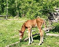 athletic-arabian-horse