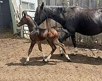 11-hand-half-arabian-horse