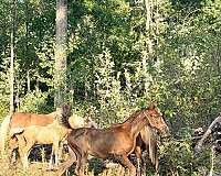 all-around-half-arabian-horse