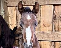 11-hand-half-arabian-colt