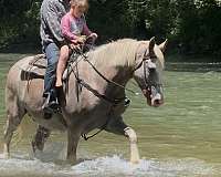 roan-mare-for-sale