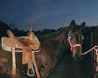thoroughbred-mare