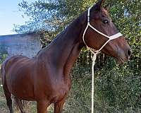 thoroughbred-horse-for-sale