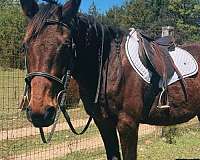thoroughbred-horse