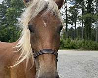 16-hand-draft-mare