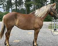 sorrel-mare-for-sale