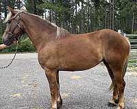sorrel-draft-mare