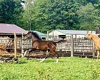 13-hand-half-arabian-gelding