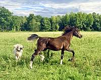 all-around-half-arabian-horse