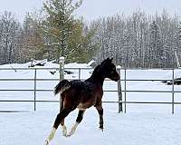 athletic-half-arabian-horse