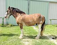 clydesdale-gelding