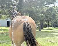 clydesdale-horse-for-sale