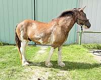 clydesdale-horse