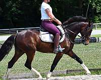 white-blaze-four-stockings-horse