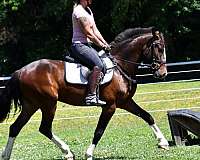 all-around-clydesdale-horse