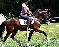 athletic-clydesdale-horse