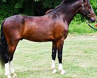 cross-clydesdale-horse