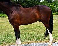 draft-clydesdale-horse