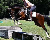 dressage-clydesdale-horse