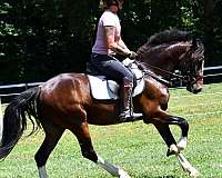 driving-clydesdale-horse