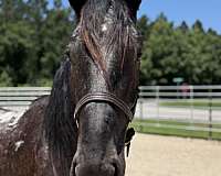 16-hand-appaloosa-mare