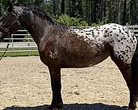 black-appaloosa-mare
