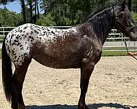 black-mare-for-sale