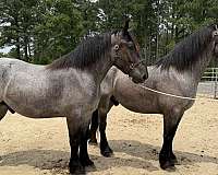 blue-roan-gelding-for-sale