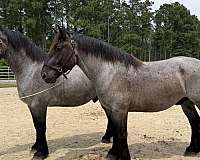 blue-roan-draft-gelding