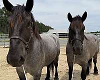 17-hand-draft-gelding