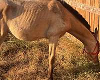 buckskin-blaze-3-socks-horse