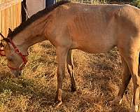 yearling-appendix-horse