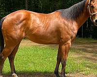 quarter-horse-gelding